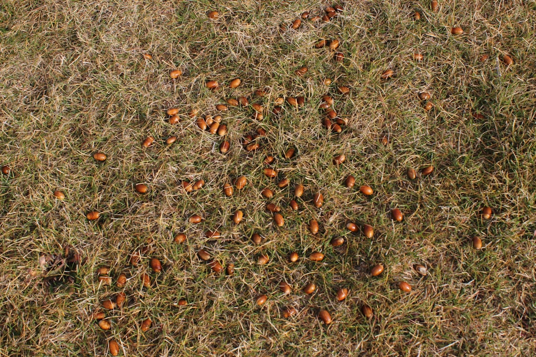 Gros plan sur le cambium d'un porte-greffe d'agrume